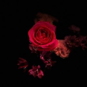 Meet your Posher, Missy